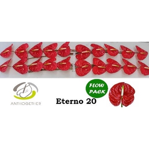 Anthurium andr. 'Eterno'