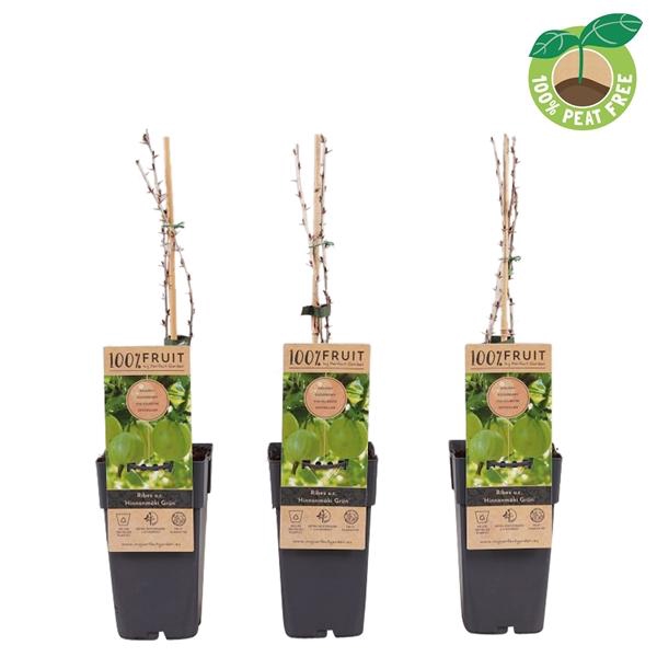 <h4>Ribes uva-crispa 'Hinnonmäki Grün', P15</h4>