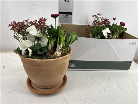 <h4>Arr Tuinplanten</h4>