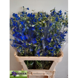 Delphinium Volkerfriede 100cm