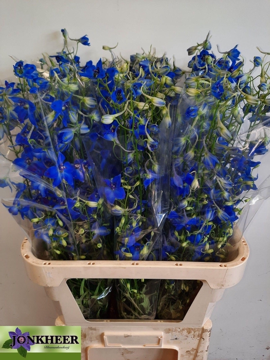 <h4>Delphinium Volkerfriede 100cm</h4>