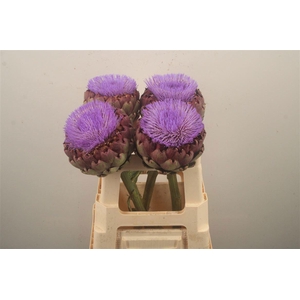 CYNARA SC CONCERTO
