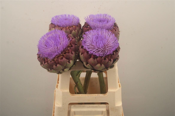 <h4>CYNARA SC CONCERTO</h4>