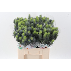 Eryn Pacifi Blue Sky