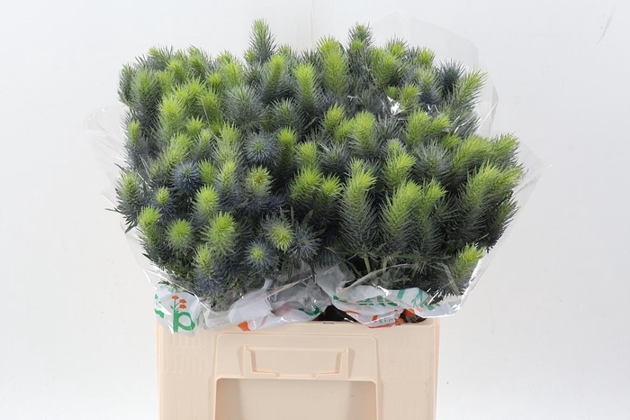 <h4>Eryn Pacifi Blue Sky</h4>