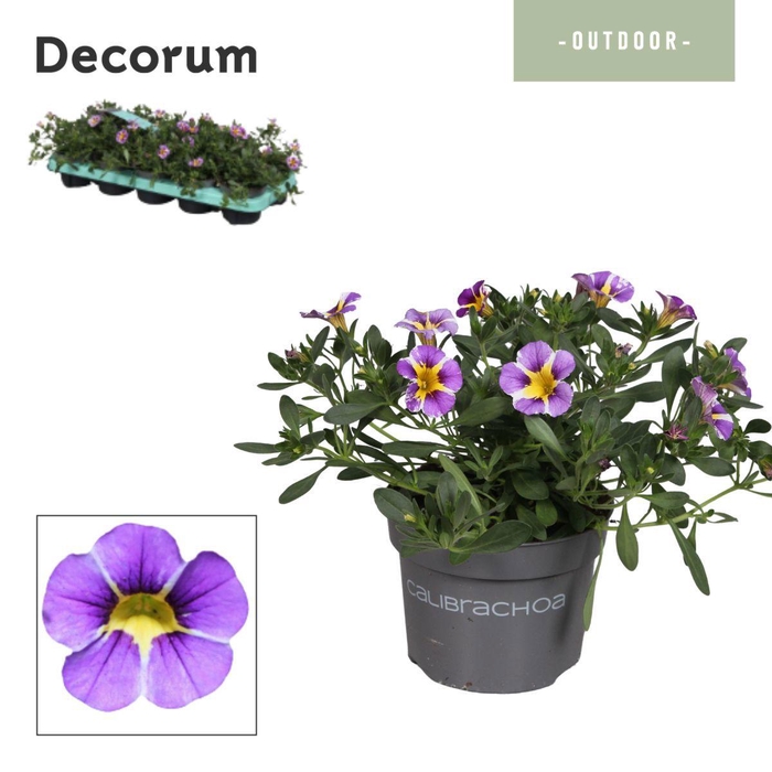 <h4>Calibrachoa - 10,5 cm - Rave Blue - Decorum</h4>