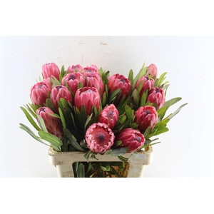 Protea Red Ice