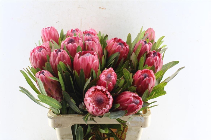 <h4>Protea Red Ice</h4>