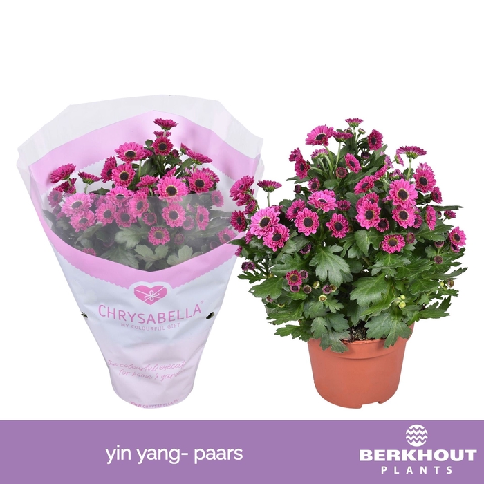 <h4>Chrysanthemum Yin Yang Vive Purple</h4>