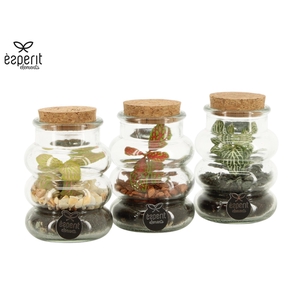 90707: Terrarium arrangement