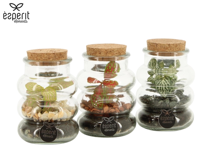 <h4>90707: Terrarium arrangement</h4>