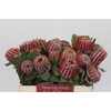 Banksia Coccinea