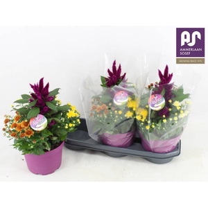 PERKPL GEM IN POT