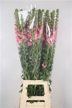 <h4>Antirrhinum It. Cherry Rose Potomac Ex</h4>