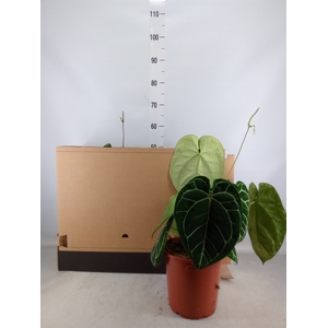 Anthurium   ...