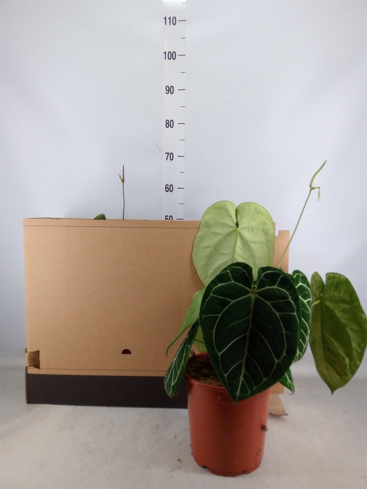<h4>Anthurium   ...</h4>