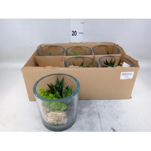 Arr.   Kamerplant Groen L%