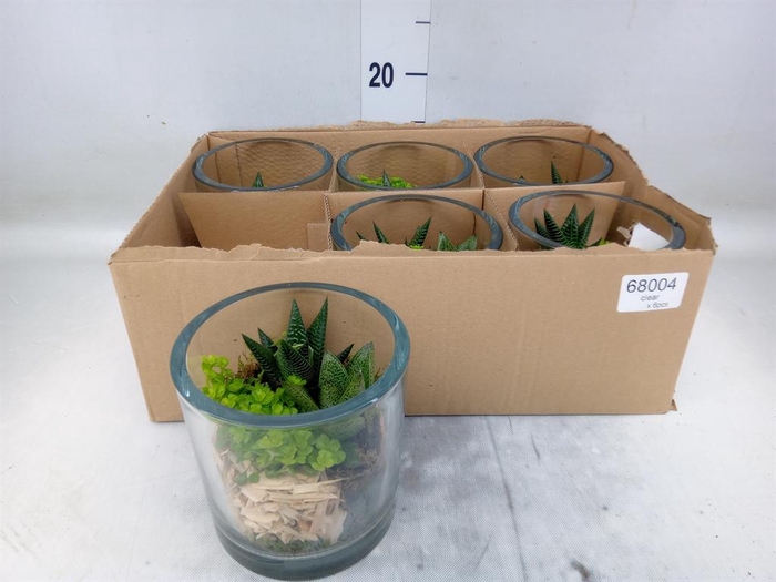 Arr.   Kamerplant Groen L%