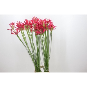 Nerine Desi