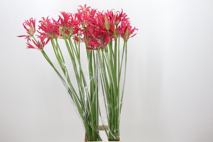 <h4>Nerine Desi</h4>