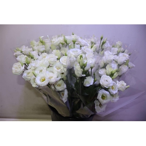 Eus G Rosi White X5