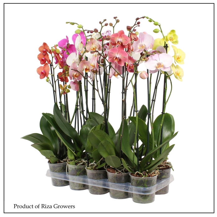 <h4>PHAL GEM</h4>