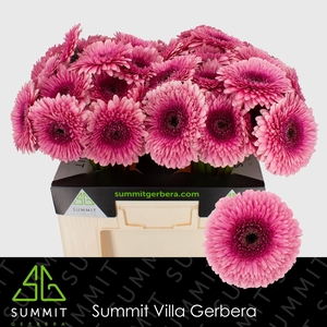 Gerbera Pomponi May Ball Water