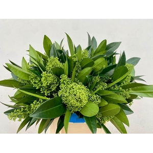 Skimmia kew green per bunch