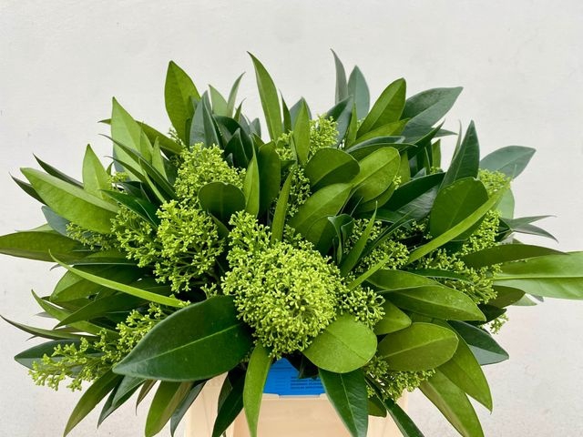 <h4>Skimmia kew green per bunch</h4>