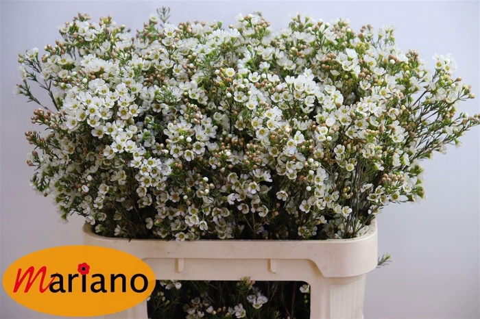 <h4>CHAME CRYSTAL PEARL</h4>