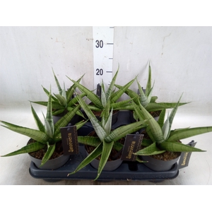 Sansevieria   ...