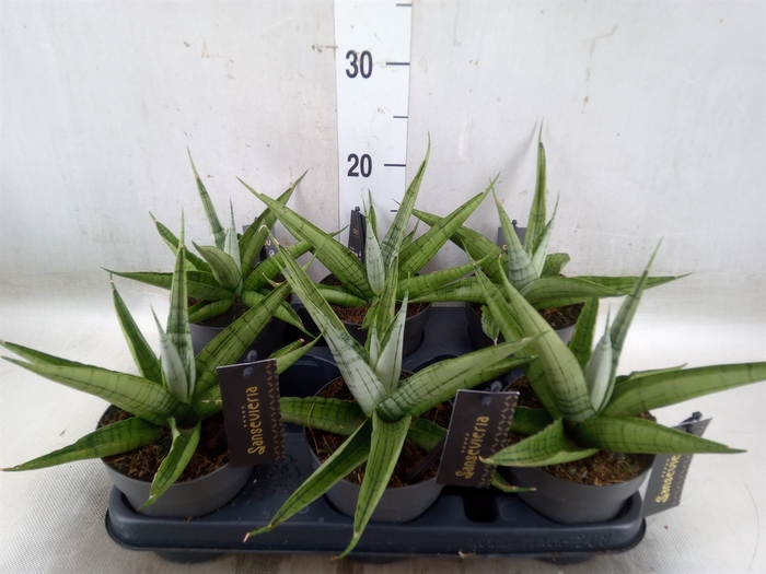 <h4>Sansevieria   ...</h4>