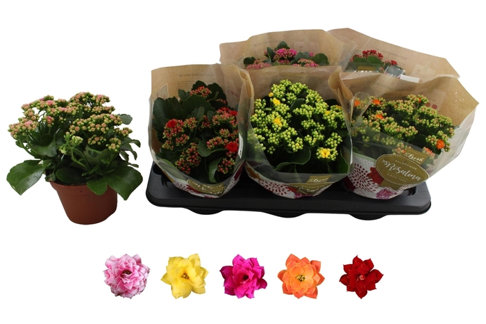 <h4>KAL GE RO GEM 5 KL</h4>