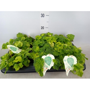 Tolmiea menziesii   ...variegated