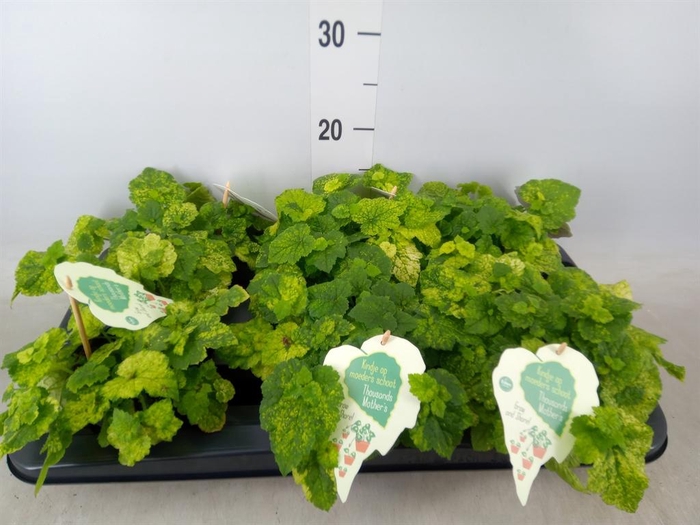 <h4>Tolmiea menziesii ...variegated</h4>