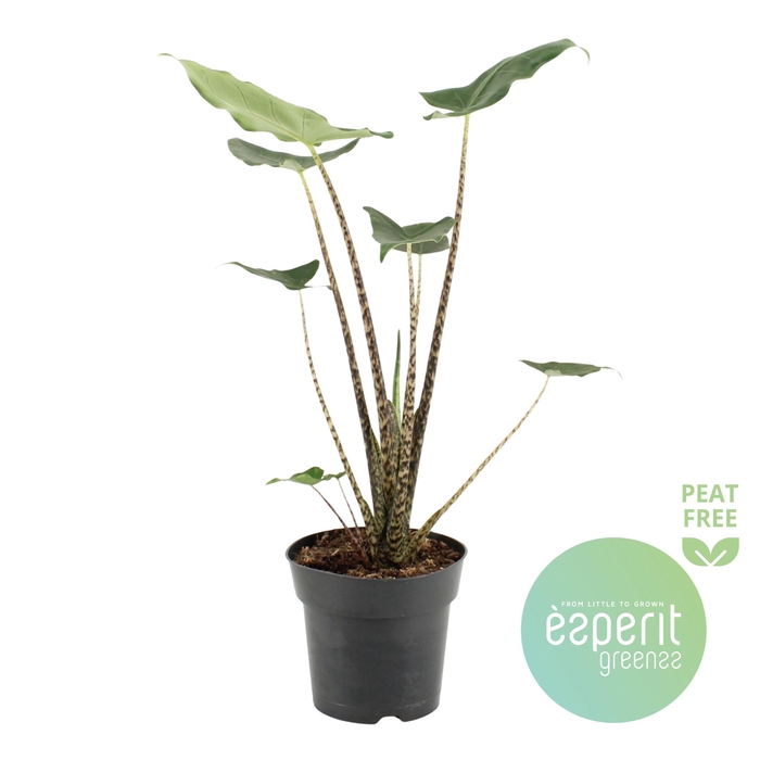 <h4>Alocasia zebr. Siberian Tiger</h4>