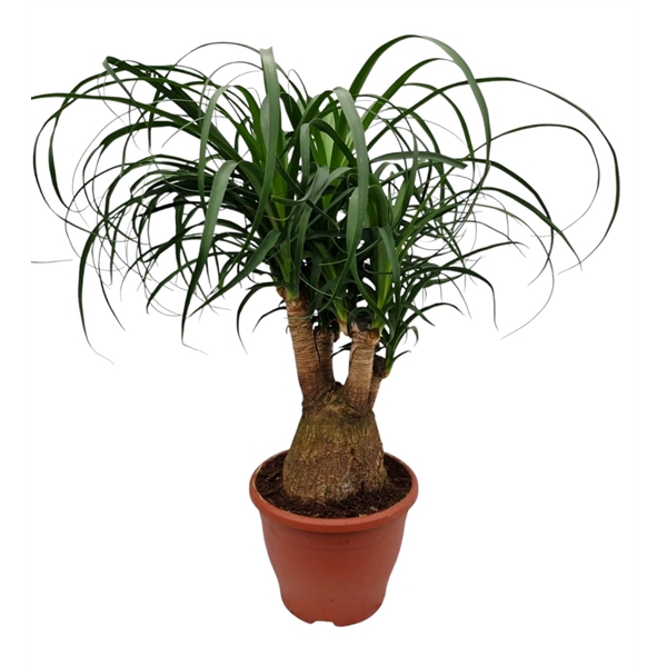 <h4>Beaucarnea 23 cm vertakt</h4>