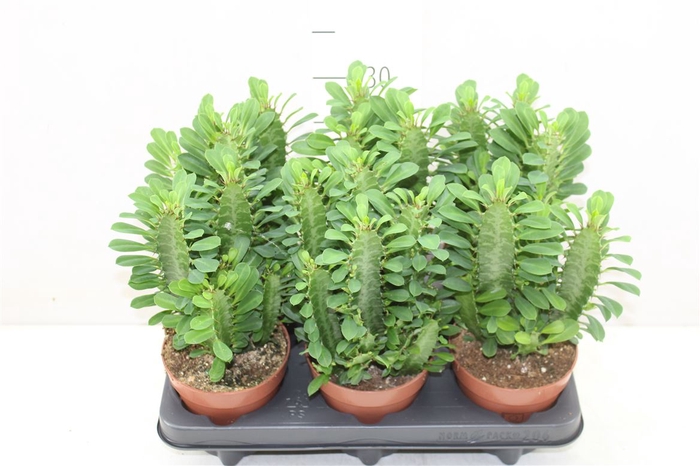 <h4>Euphorbia Trigona Groen</h4>