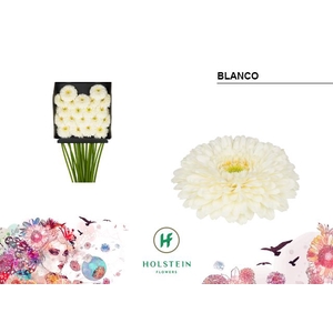 Germini Pomponi Blanco Diamond per kaart