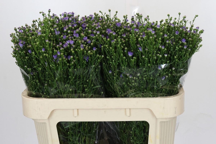 <h4>AST CASSANDRA</h4>