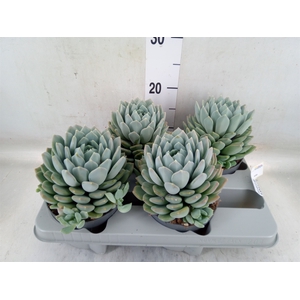 Pachyphytum  'Corvus'
