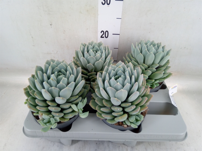 <h4>Pachyphytum  'Corvus'</h4>