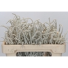 Amaranthus Yearming Desert