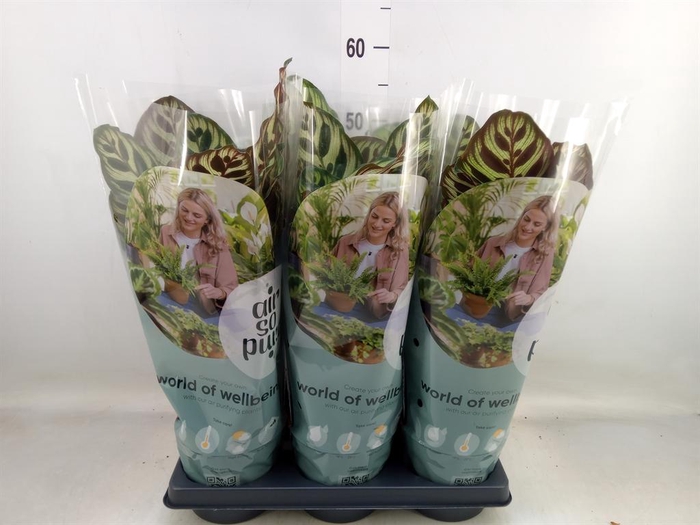 <h4>Calathea makoyana</h4>