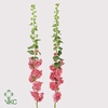 Alcea Rosea Rose
