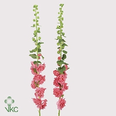 Alcea Rosea Rose