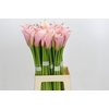 Zantedeschia Eydolls Pink