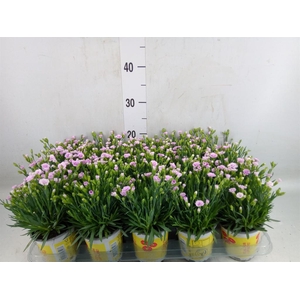 Dianthus allw. 'Lucky Lips Lola'