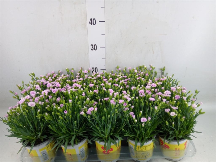 <h4>Dianthus allw. 'Lucky Lips Lola'</h4>