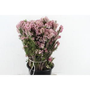 ERICA DOUBLE PINK 400GR